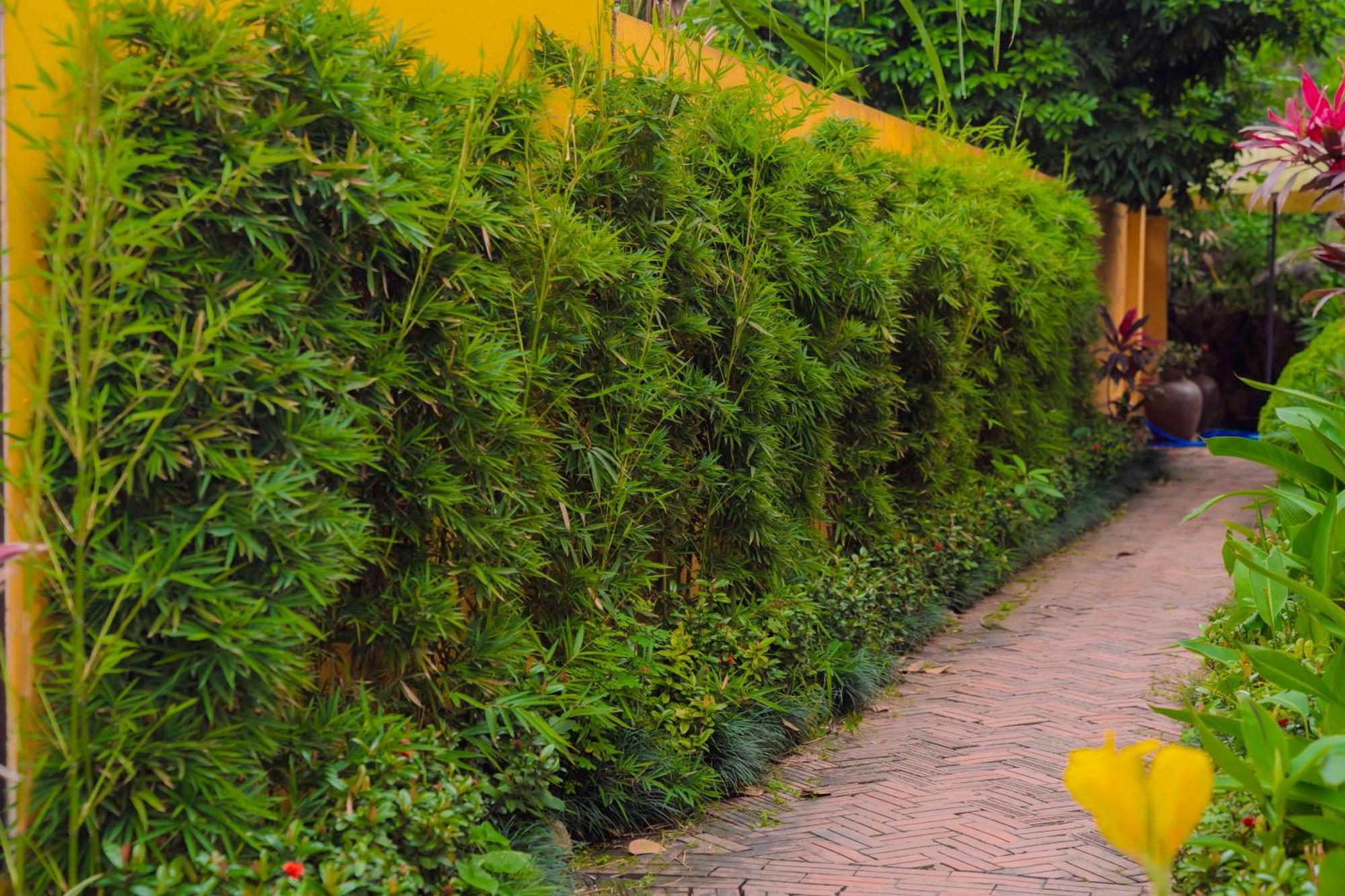 Papaya Bungalow & Rice Fields Ninh Binh Exterior foto